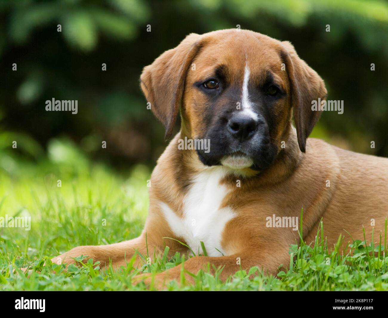 Cute lying crossbread dog puppy Stock Photo