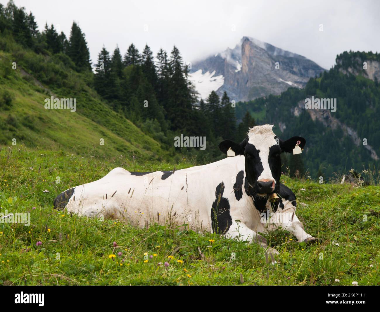 Cow on alpine pasture in Hintertux Stock Photo