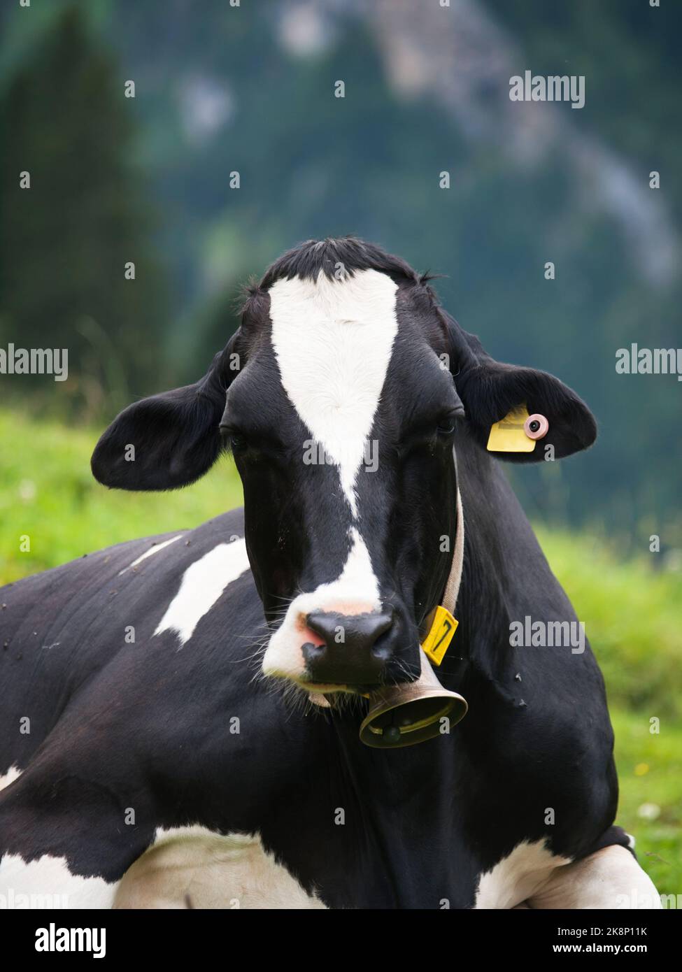 Cow with bell on meadow Stock Photo