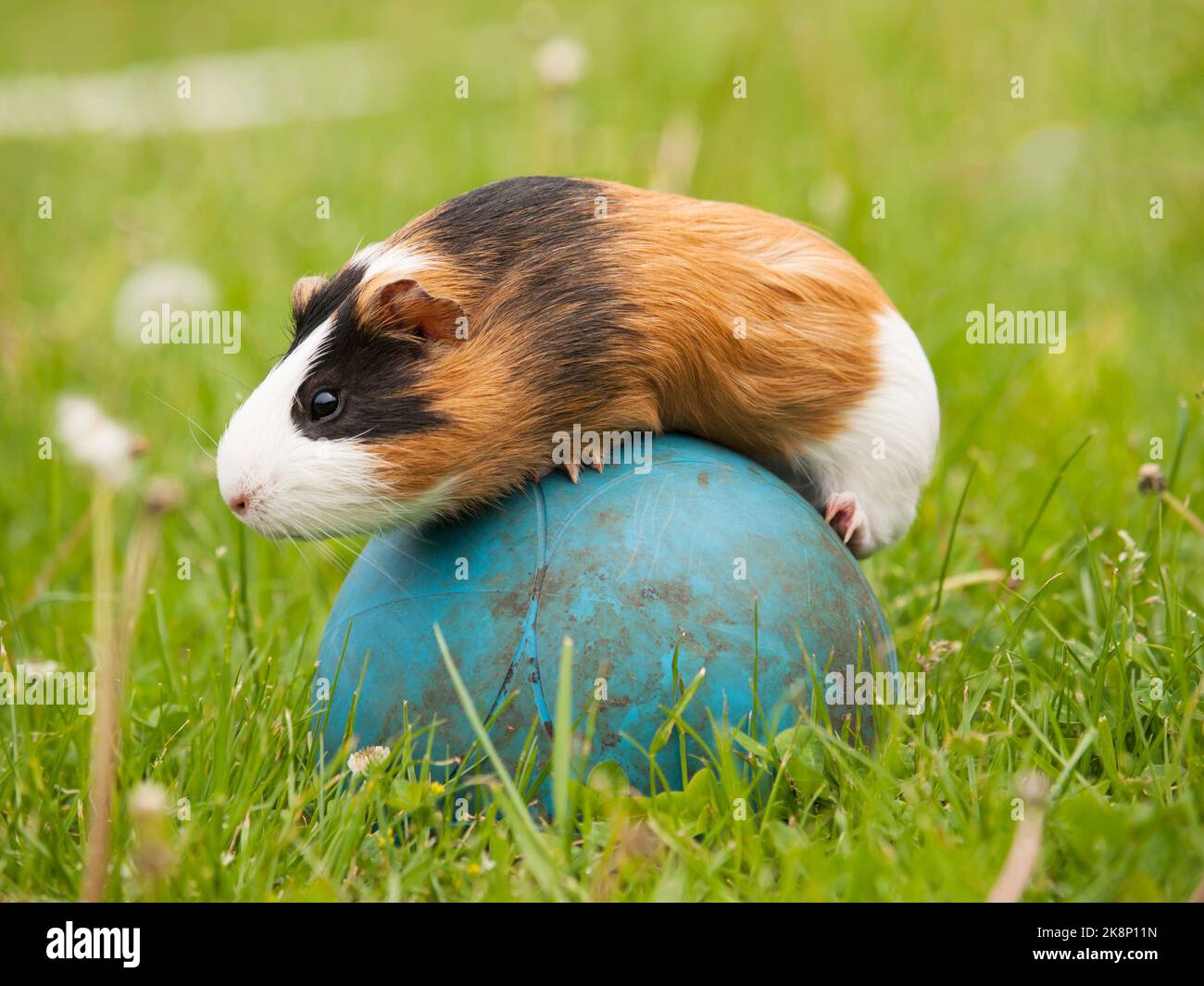 Guinea pig pet balancing on the ball Stock Photo Alamy