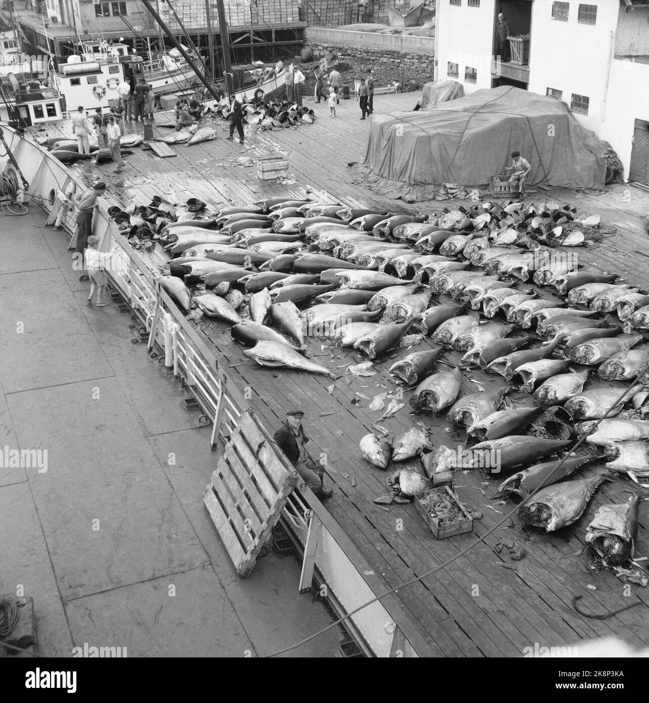 Jaklin current ntb fishing fish harbors fishing hires stock