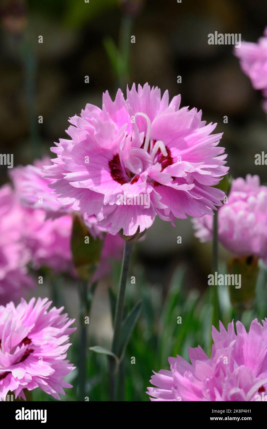Alpine pinks Dianthus 'Pop Star ('WP04 Ester') (PBR) Stock Photo