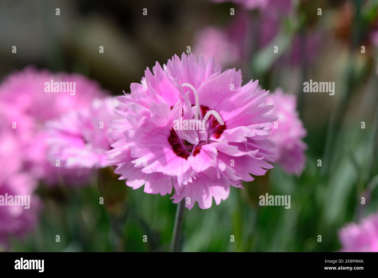 Alpine pinks Dianthus 'Pop Star ('WP04 Ester') (PBR) Stock Photo