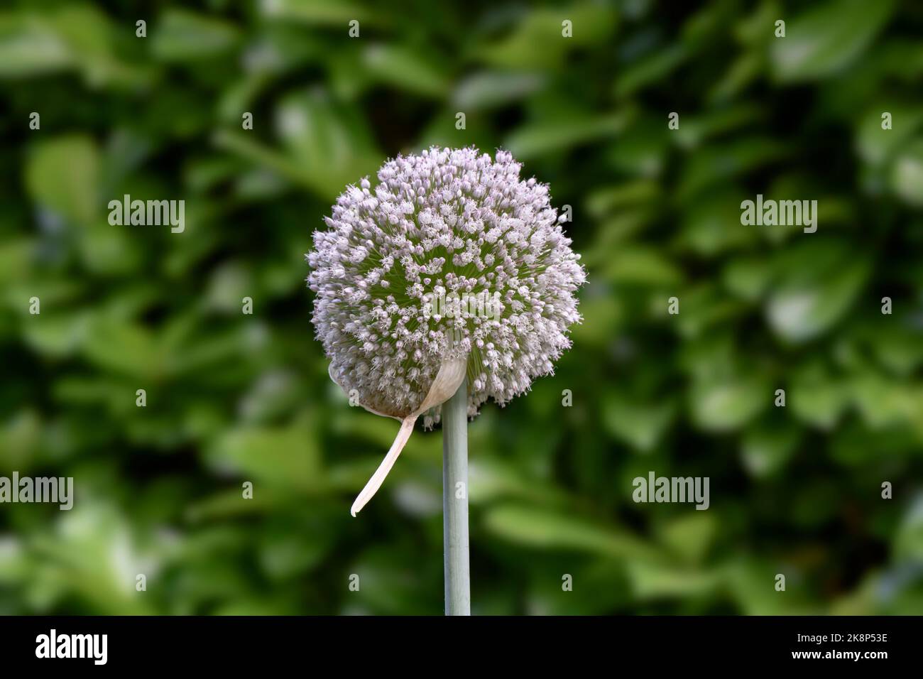 Close up view of a leek flower head, Allium ampeloprasum (Allium porrum) Stock Photo