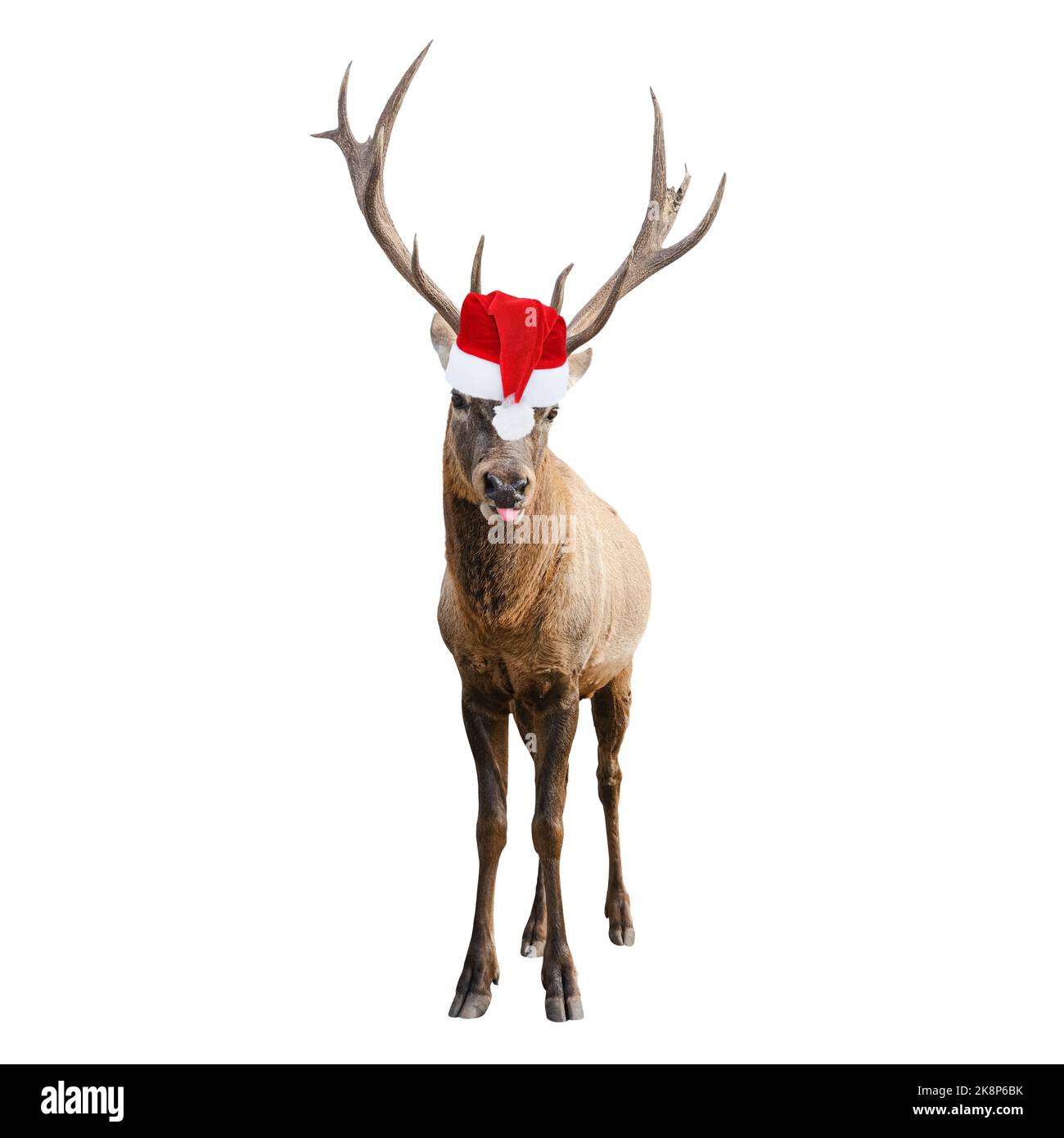 Funny Red deer with huge horns in Christmas or Santa hat isolated on ...