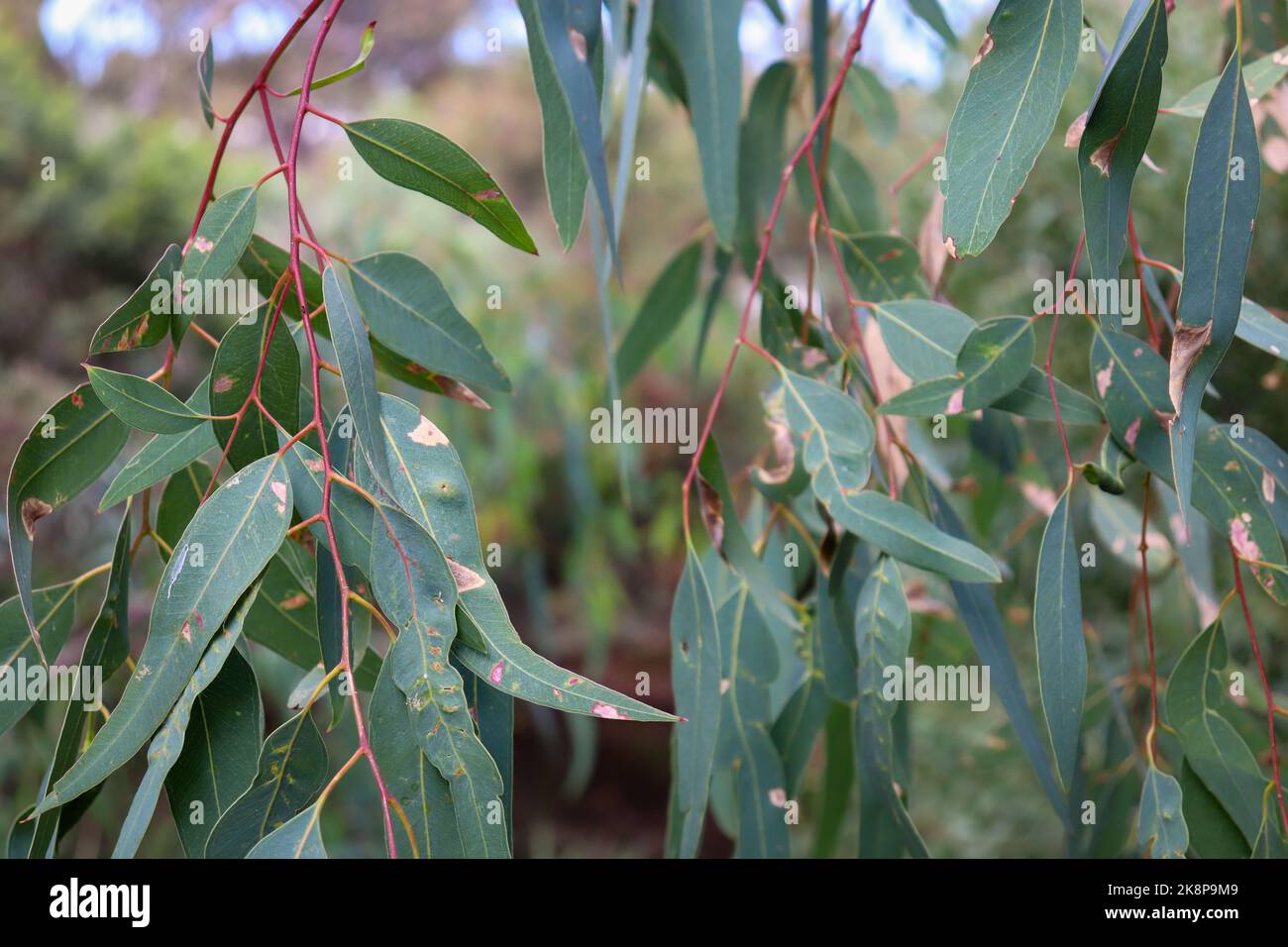 Eucalyptus bush growth in hi-res stock photography and images - Alamy