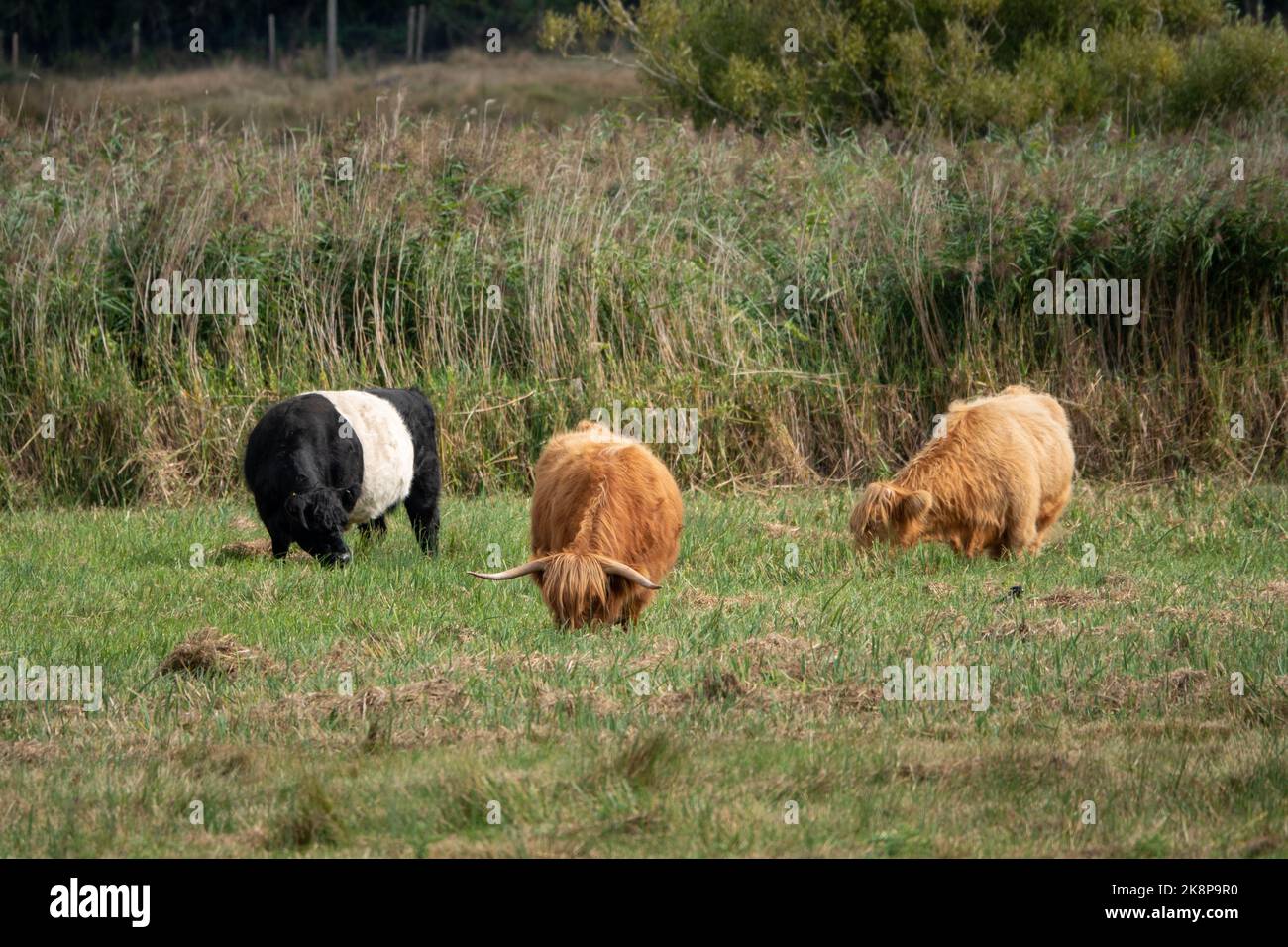 belted galloway cow and highland cattle grazing in the meadow Stock Photo