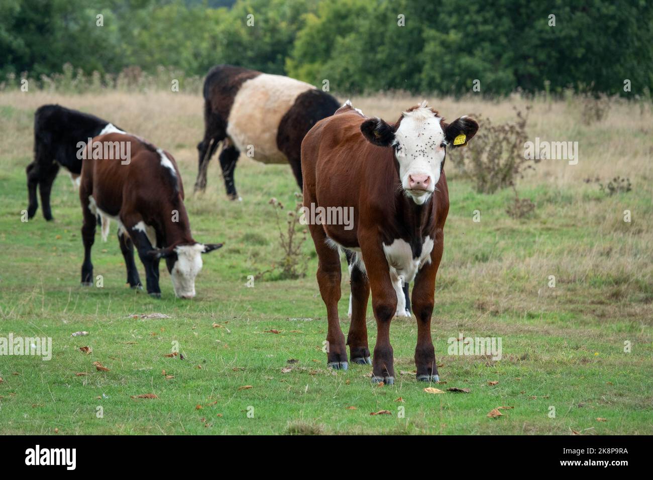 pretty brown and white calf young cow Stock Photo - Alamy