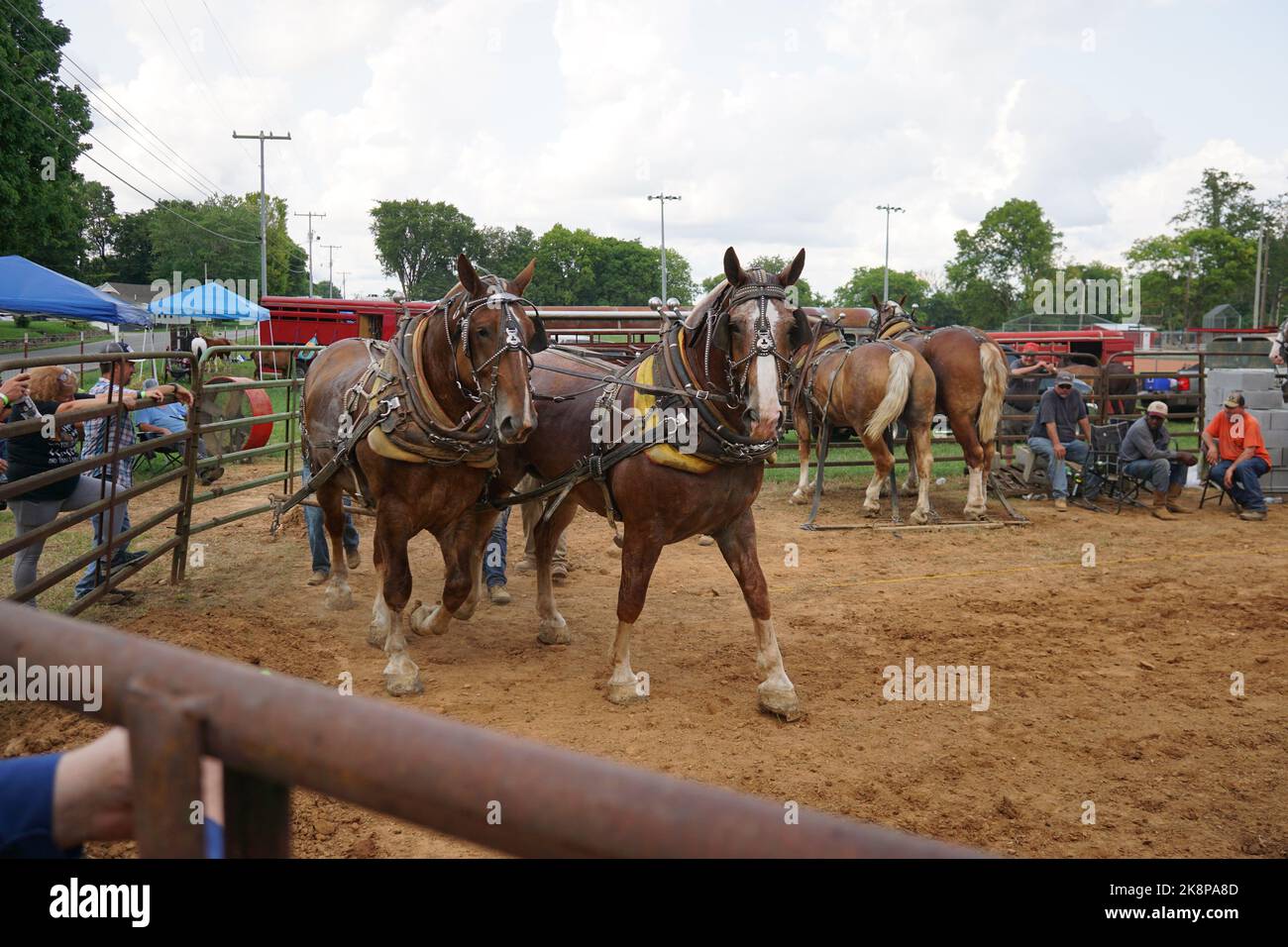 A horse pull at Adams, Tennessee during the 51st annual Tennessee