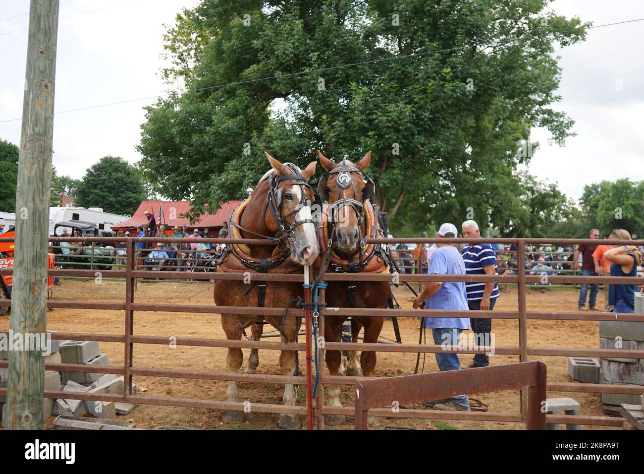 A horse pull at Adams, Tennessee during the 51st annual Tennessee