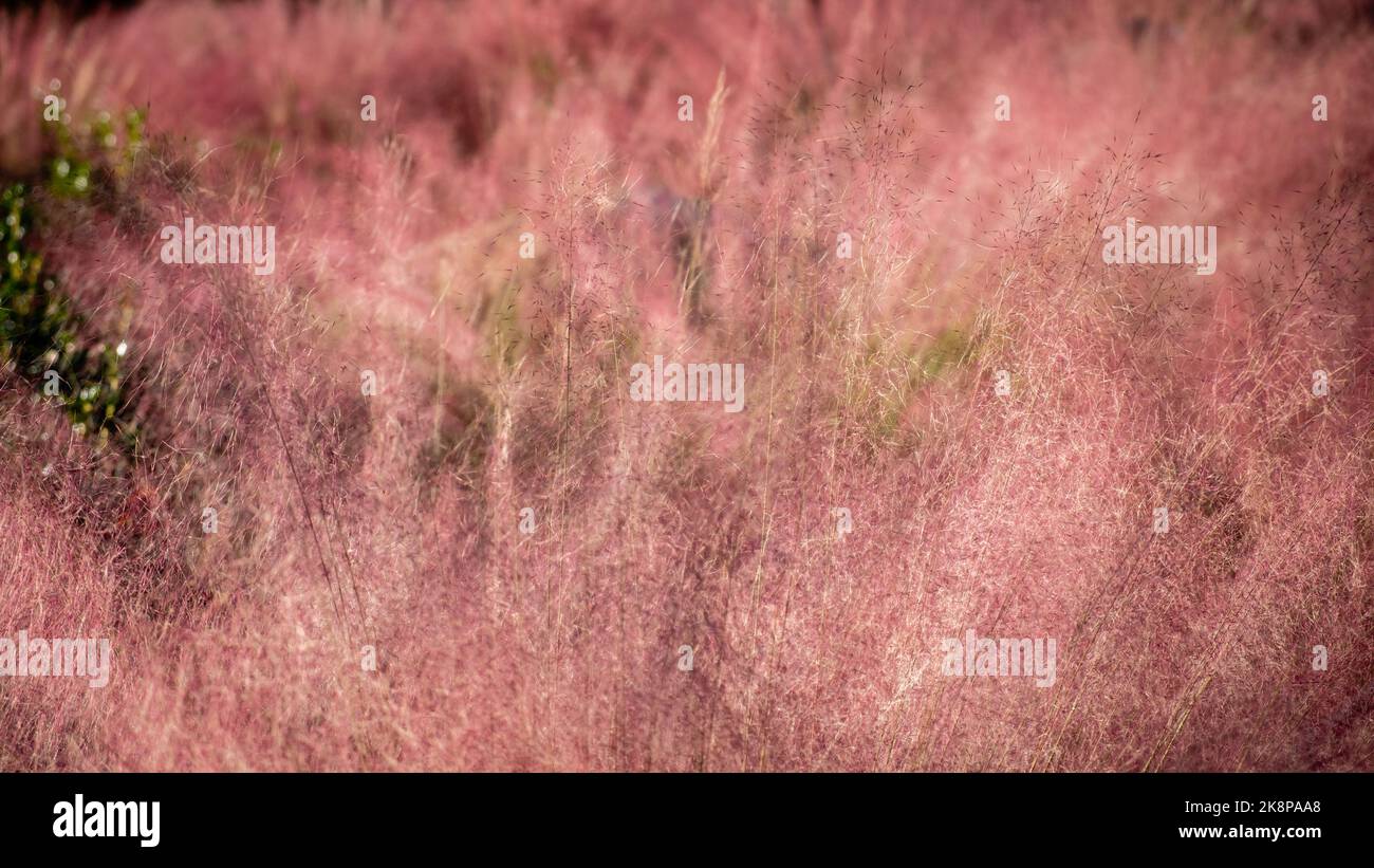 Mass of red grass in sunshine with selective focus. Stock Photo