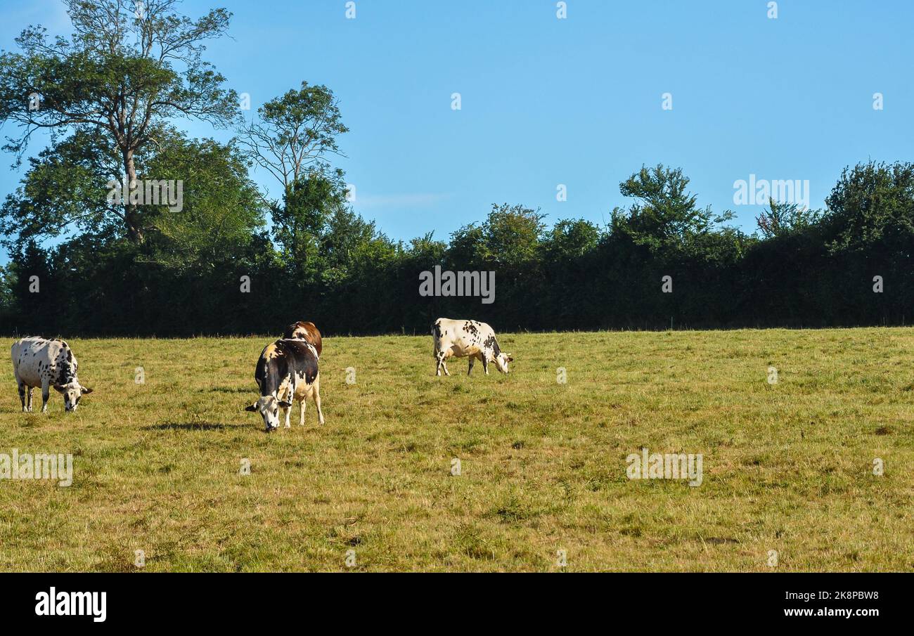 An aerial view of cows grazing in greenery field Stock Photo - Alamy