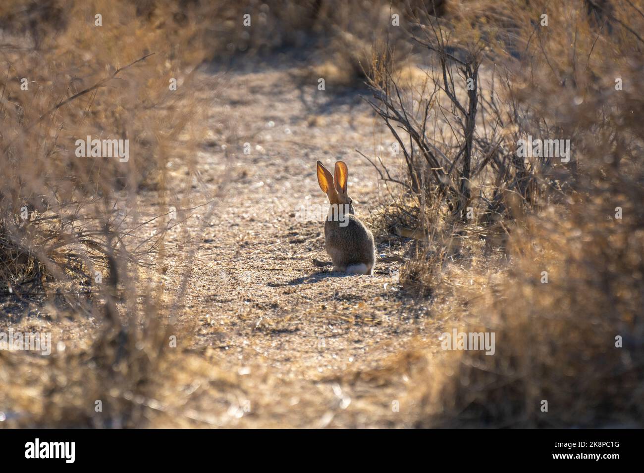 A desert rabbit from behind in a park, Joshua Tree, California, United