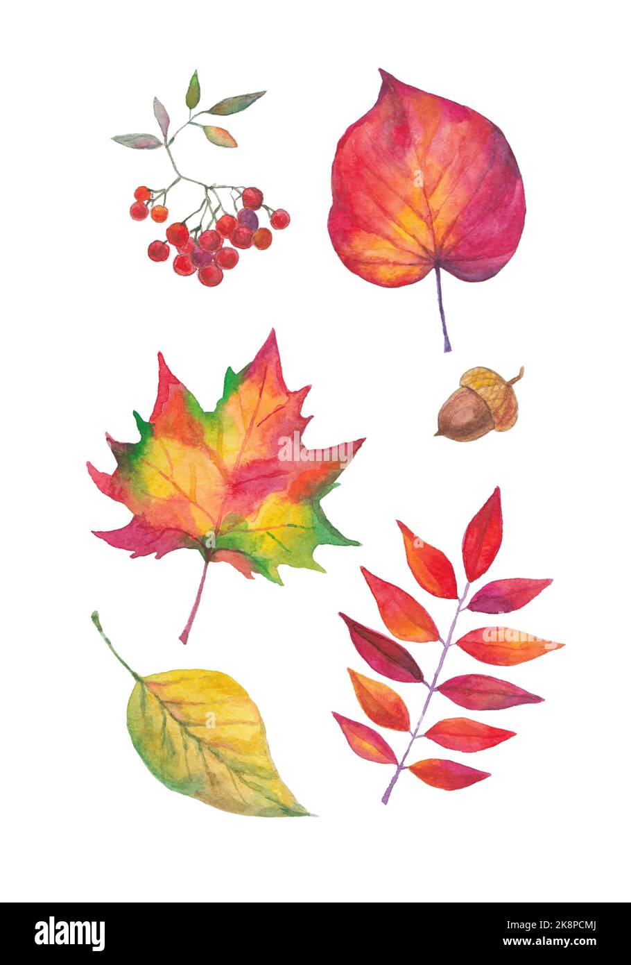Watercolor autumn set hand painted. Watercolour fall tree leaves ...