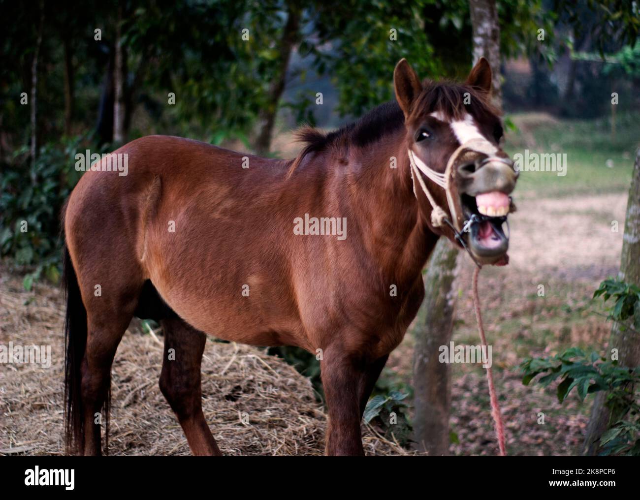 A funny portrait of a laughing horse. The horse is yawning, looking like he is laughing Stock Photo