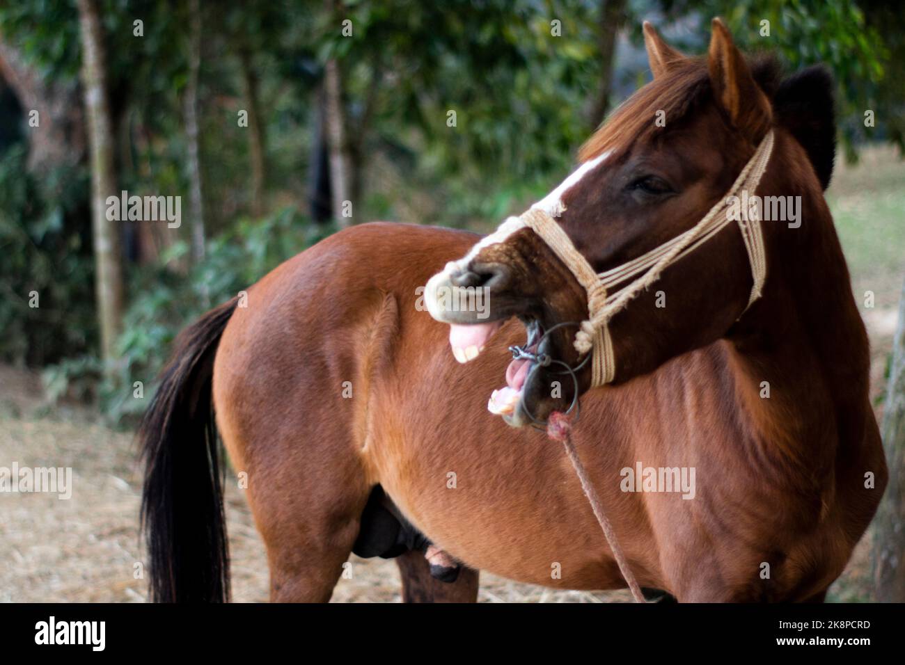 A funny brown horse laughing with the open muzzle on an isolated nature background Stock Photo