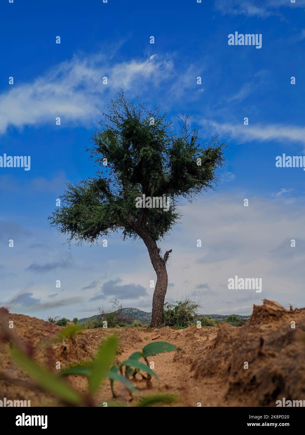 A vertical shot of a ghaf tree (Prosopis cineraria) with a cloudy blue ...