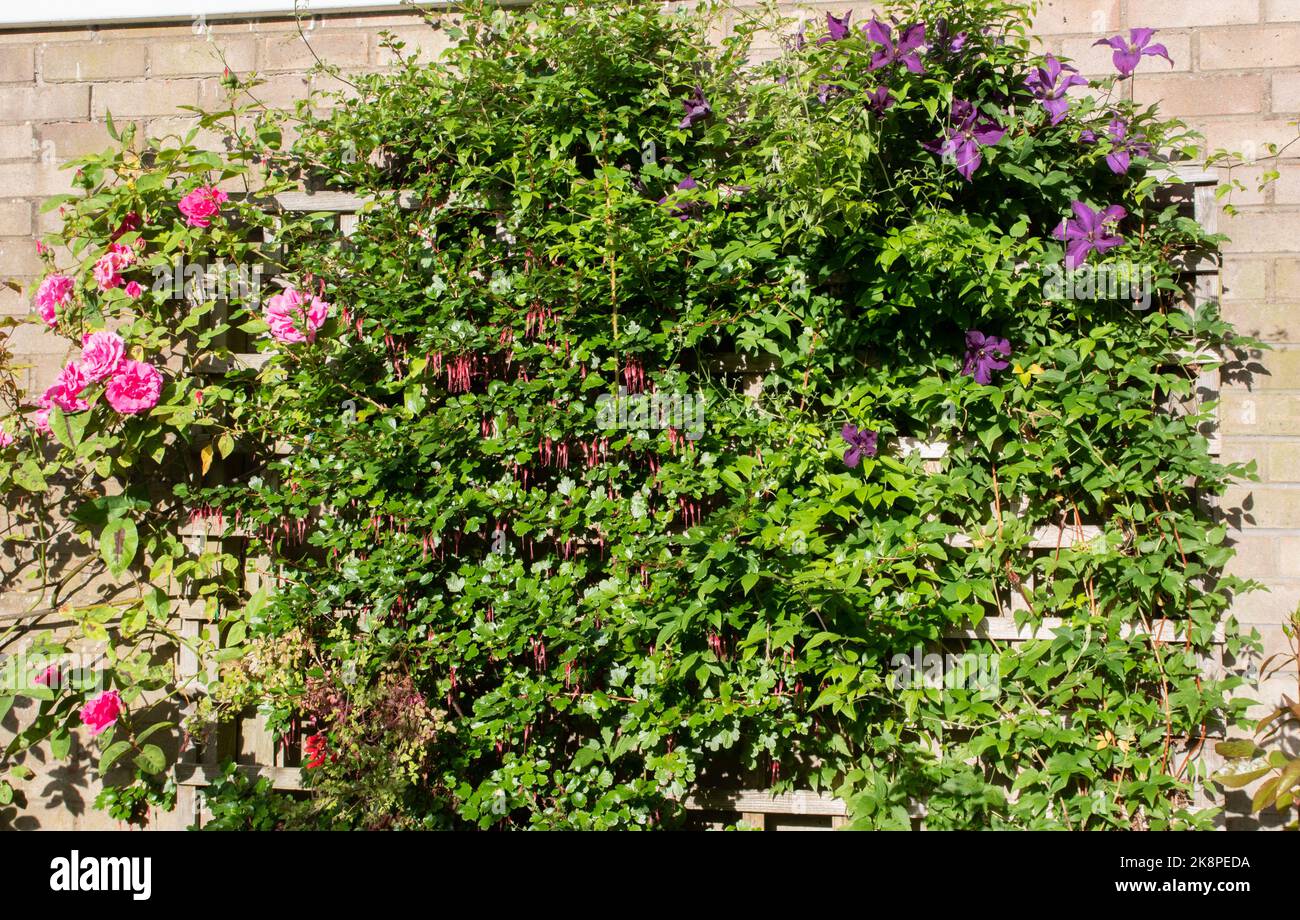 Clematis Etoile Violette, rose Zephirine Drouhin and a gooseberry fuchsia growing in our garden Stock Photo