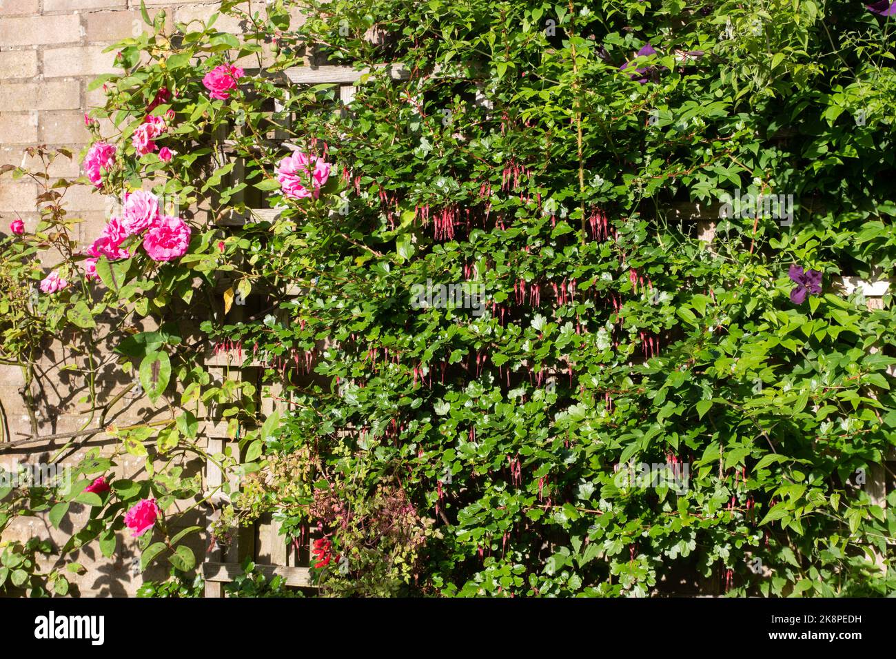 Rose Zephirine Drouhin and a gooseberry fuchsia growing in our garden Stock Photo