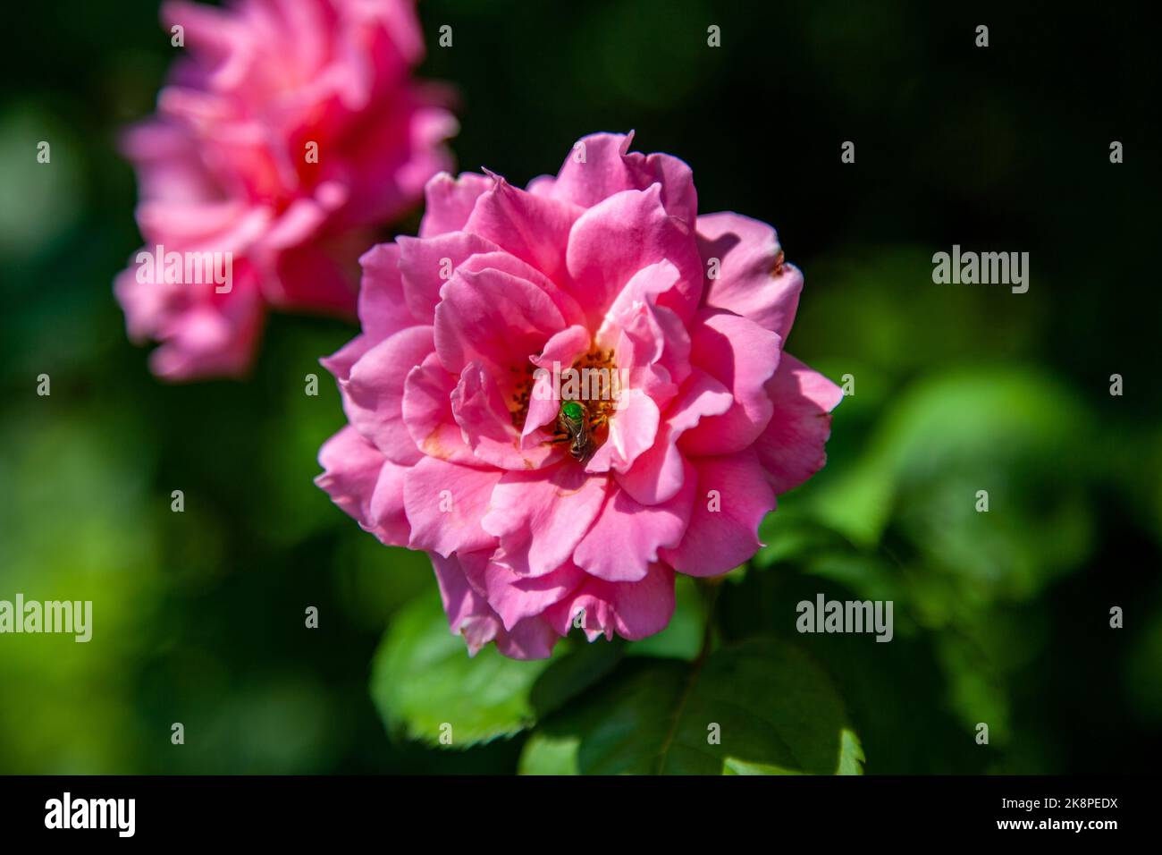 A closeup of a pink Rose at Powell Botanical Garden in Kansas City, USA Stock Photo