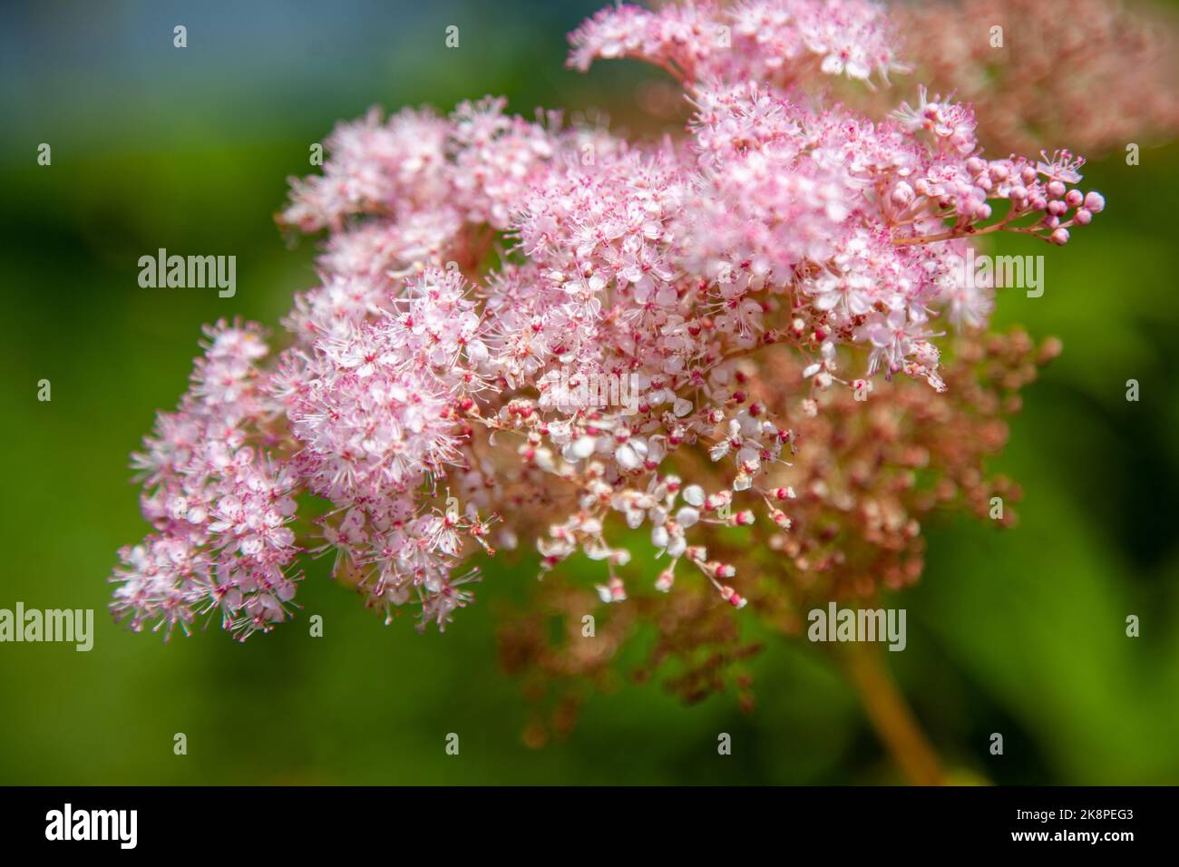 A selective focus shot of pink Filipendula flowers at the Powell Botanical Gardens in Kansas, USA Stock Photo