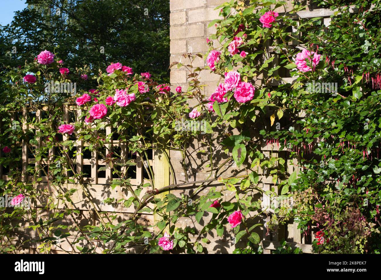 Rose Zephirine Drouhin and a gooseberry fuchsia growing in our garden