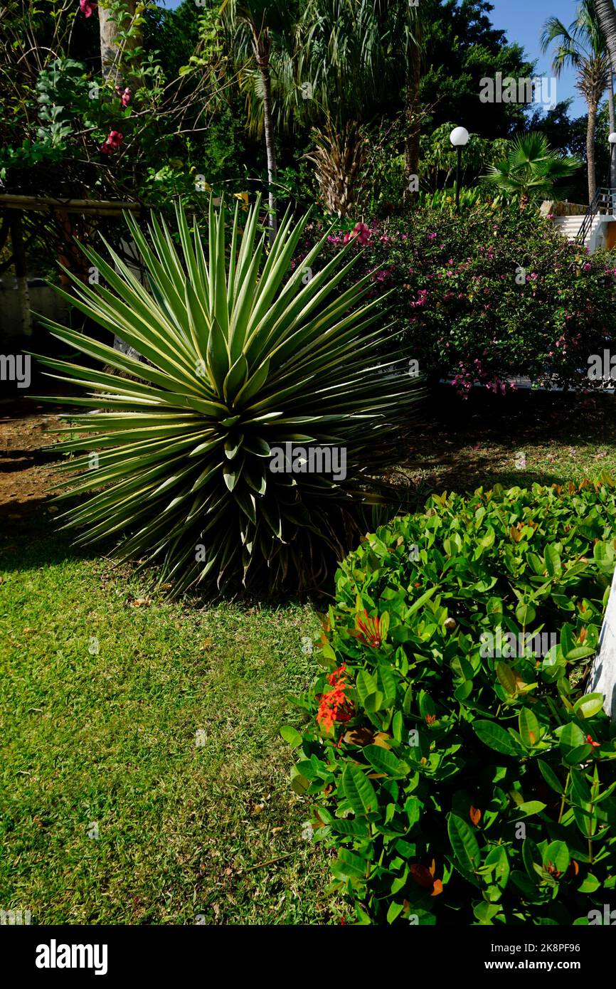 Spanish dagger 'Variegata’. A cultivar of Yucca gloriosa, Acapulco, Mexico. Stock Photo