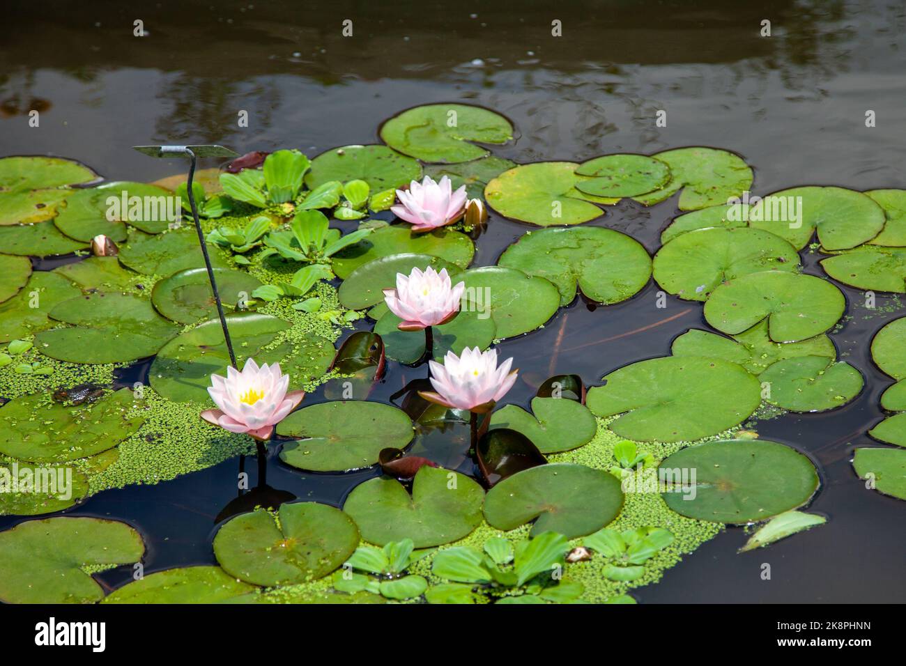 A beautiful shot of Water lily flowers on a pond Stock Photo