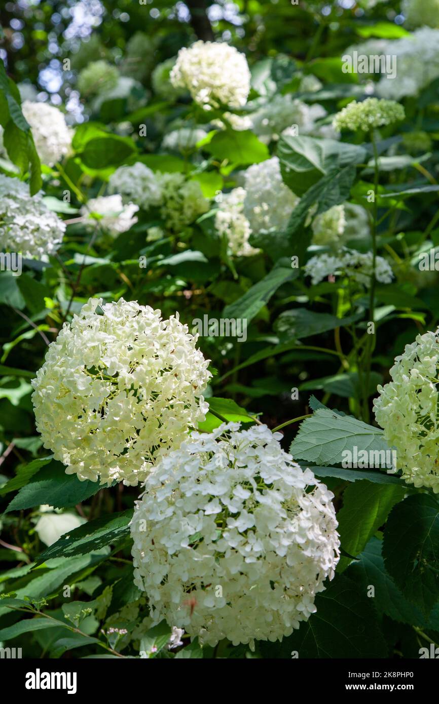 A vertical shot of white Hydrangea flowers at the Powell Botanical Gardens in Kansas, USA Stock Photo