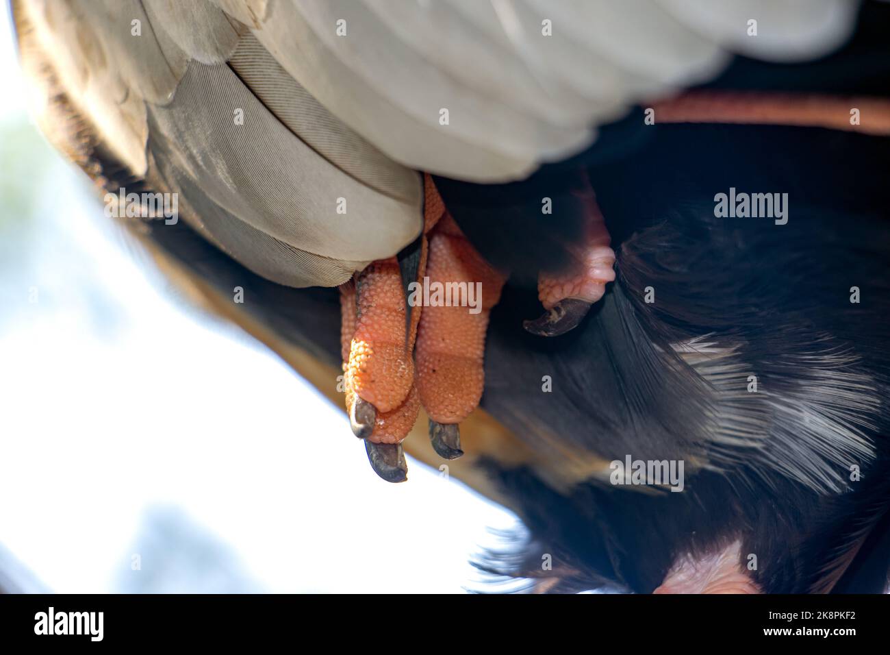 Close-up of the claws of a black-faced ibis (Theristicus melanopis) standing on one leg Stock Photo