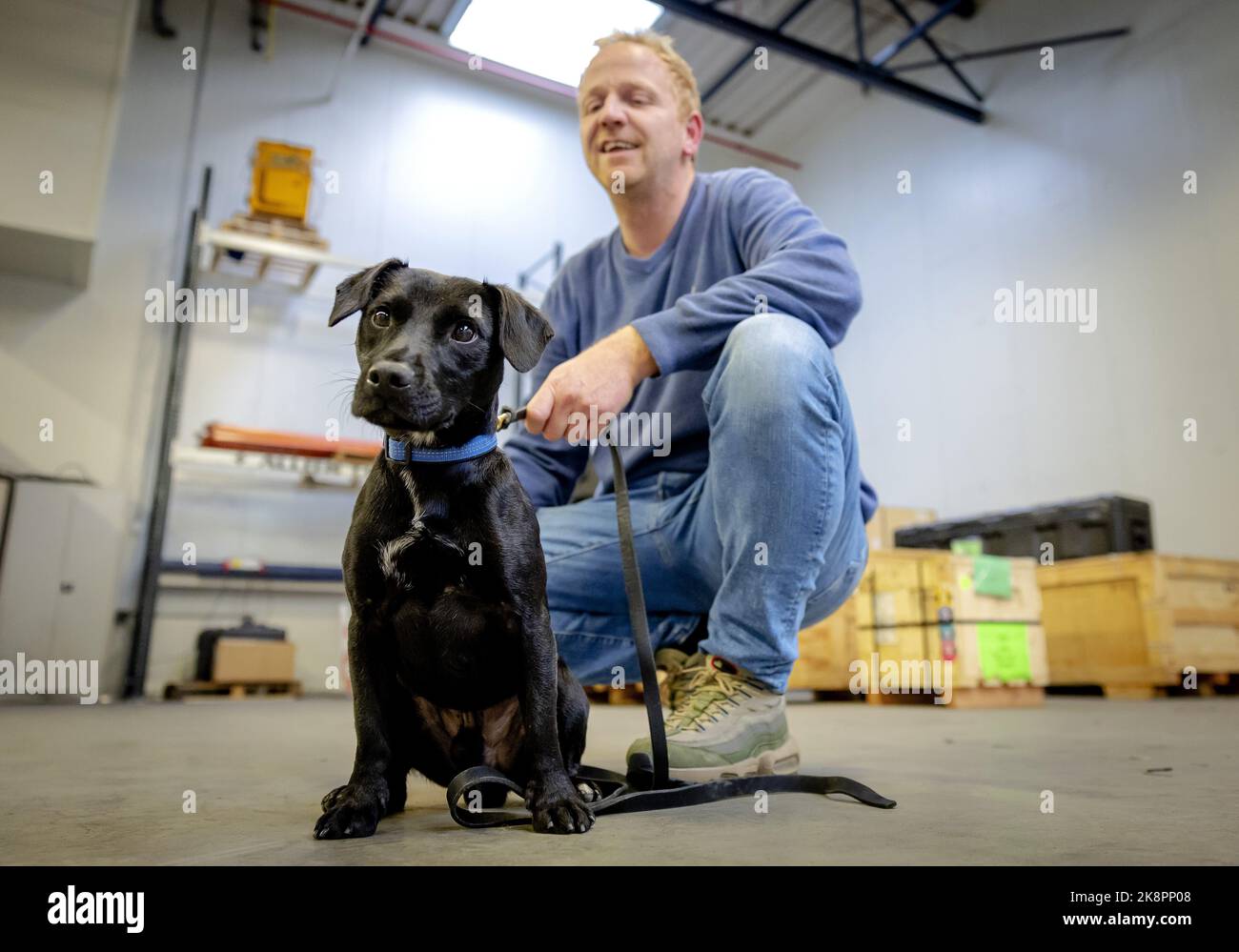 2022-10-24 16:50:57 AMSTERDAM - Dog Bizzy during a training. Together with dog Ringo, Bizzy goes to help soldiers in Nepal in the fight against the poaching of red pandas. ANP ROBIN VAN LONKHUIJSEN netherlands out - belgium out Stock Photo