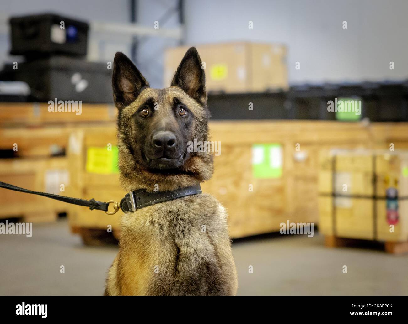 2022-10-24 16:57:19 AMSTERDAM - Dog Ringo during a training. Together with dog Bizzy, Ringo goes to help soldiers in Nepal in the fight against the poaching of red pandas. ANP ROBIN VAN LONKHUIJSEN netherlands out - belgium out Stock Photo