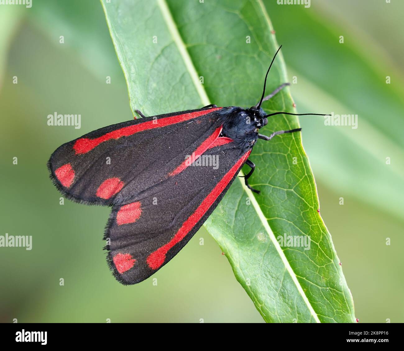 Cinnabar moth (Tyria jacobaeae) perched on plant leaf. Tipperary, Ireland Stock Photo