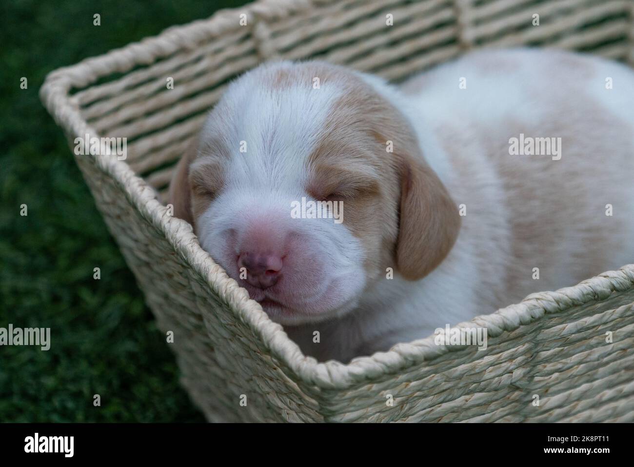 The cute Beagle puppy sleeping in a basket Stock Photo - Alamy