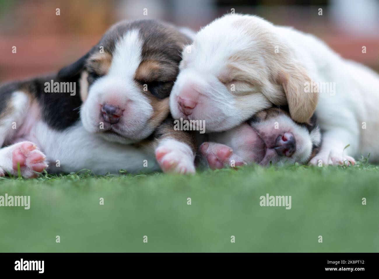 The cute Beagle puppies laying on the grass in the garden Stock Photo ...