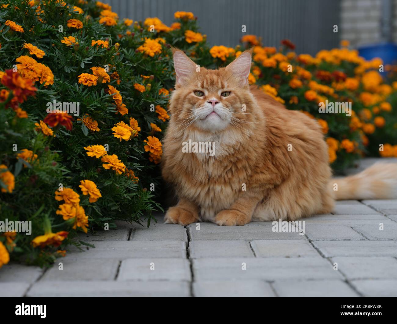 A red Maine Coon cat sitting in a flower garden. Close up. Stock Photo