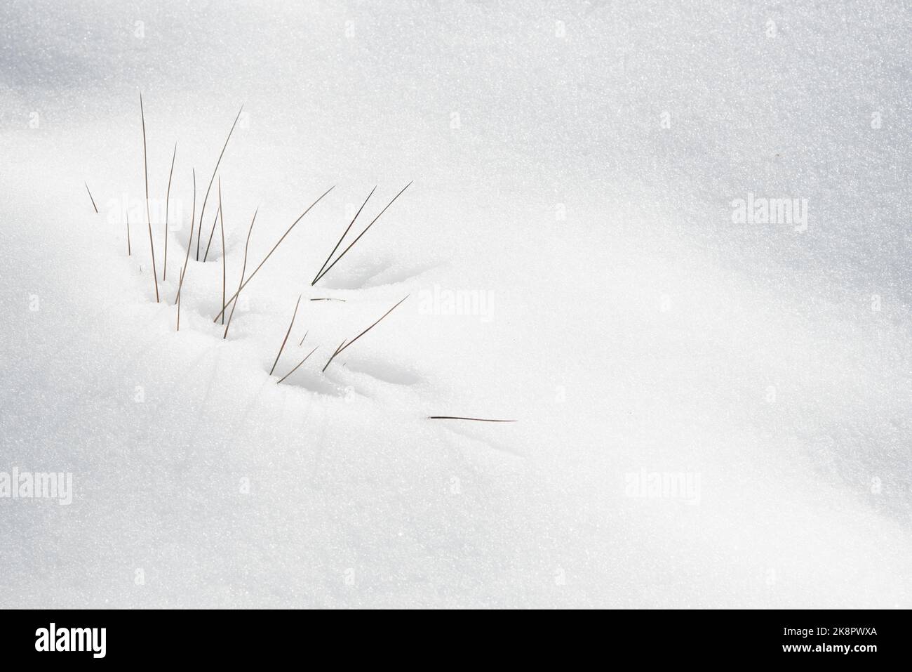 Winter dry plants blooming through the white fresh snow. Nature background textures Stock Photo