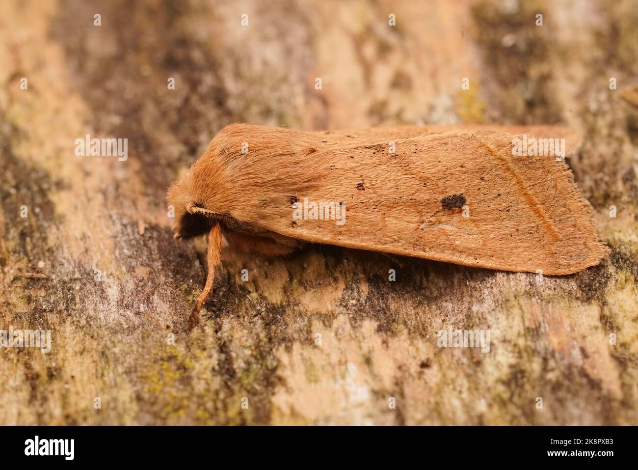 Detailed closeup on a yellow brown autumn owl moth, Agrochola macilenta sitting on wood Stock Photo