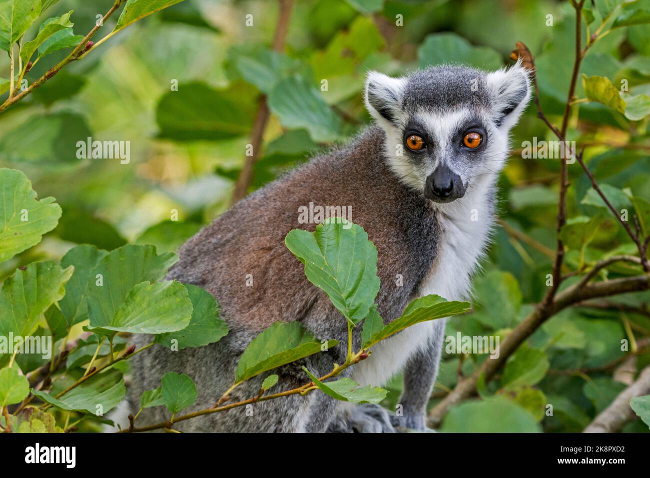 Ring-tailed lemur (Lemur catta) in tree, endangered primate endemic to the island of Madagascar, Africa Stock Photo