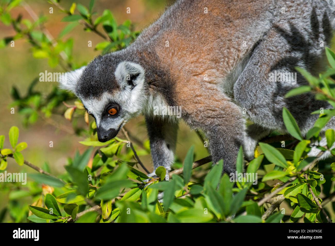 Ring-tailed lemur (Lemur catta) foraging in tree, endangered primate endemic to the island of Madagascar, Africa Stock Photo