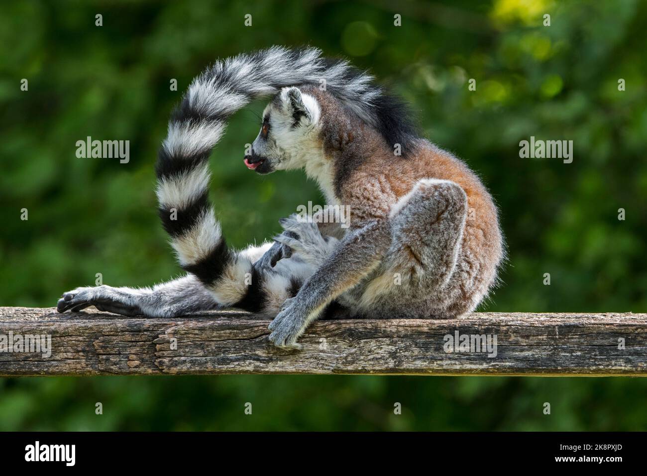 Ring-tailed lemur (Lemur catta) grooming fur, endangered primate endemic to the island of Madagascar, Africa Stock Photo