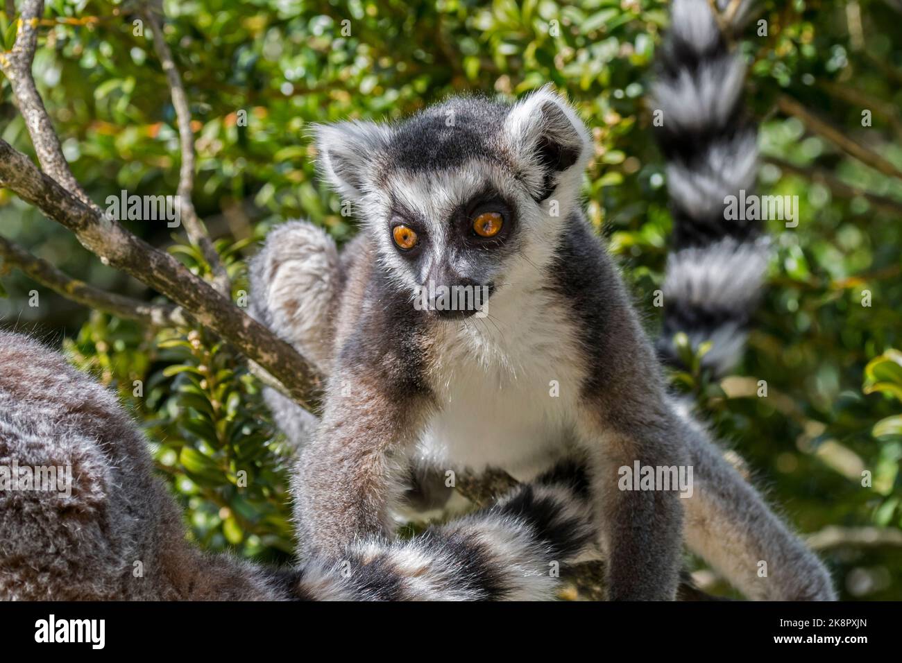 Ring-tailed lemurs (Lemur catta) foraging in tree, endangered primate endemic to the island of Madagascar, Africa Stock Photo