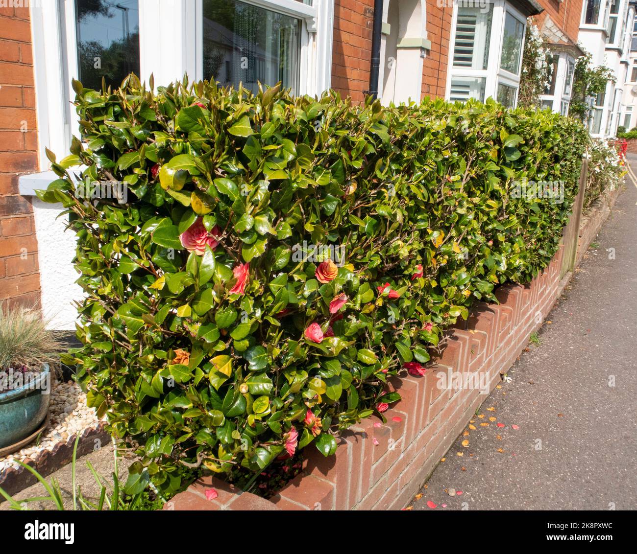 A camelia hedge in Sidmouth, Devon. Hedge made from camelia bushes Stock Photo