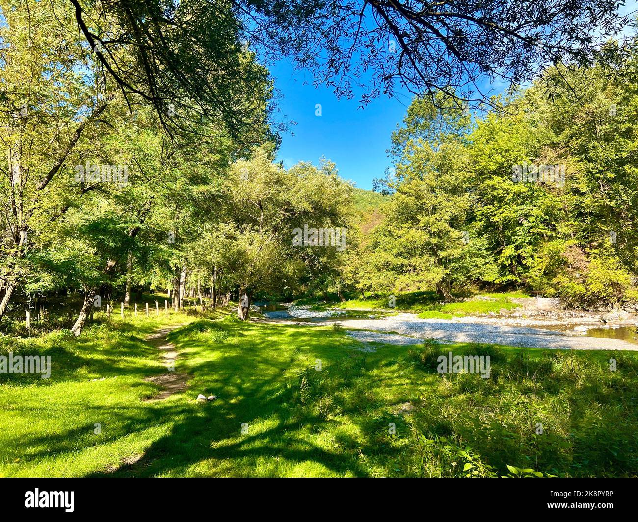 A beautiful landscape of a green forest with a river Stock Photo - Alamy