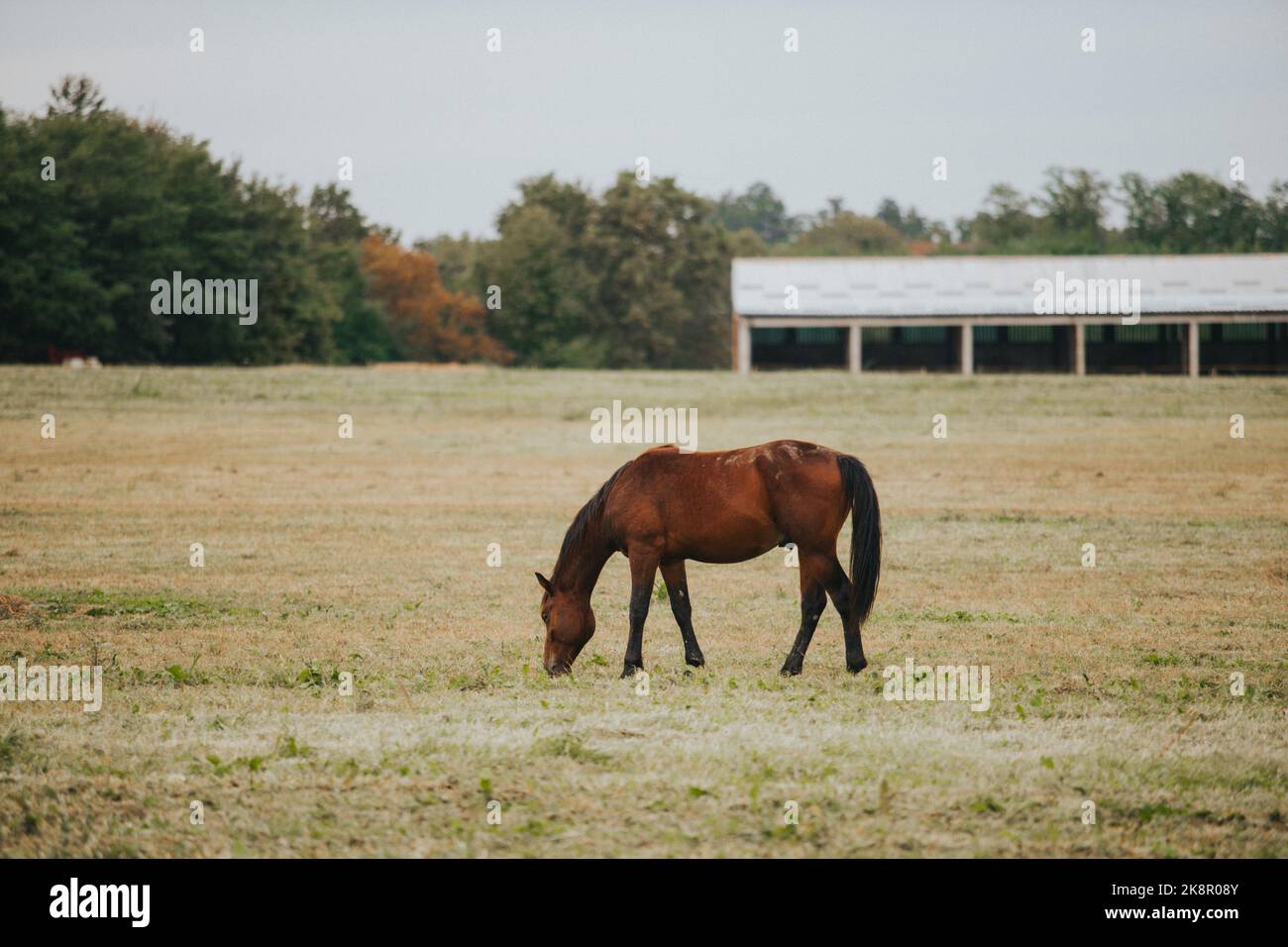 A single, brown horses grazing in the field near a village Stock Photo ...
