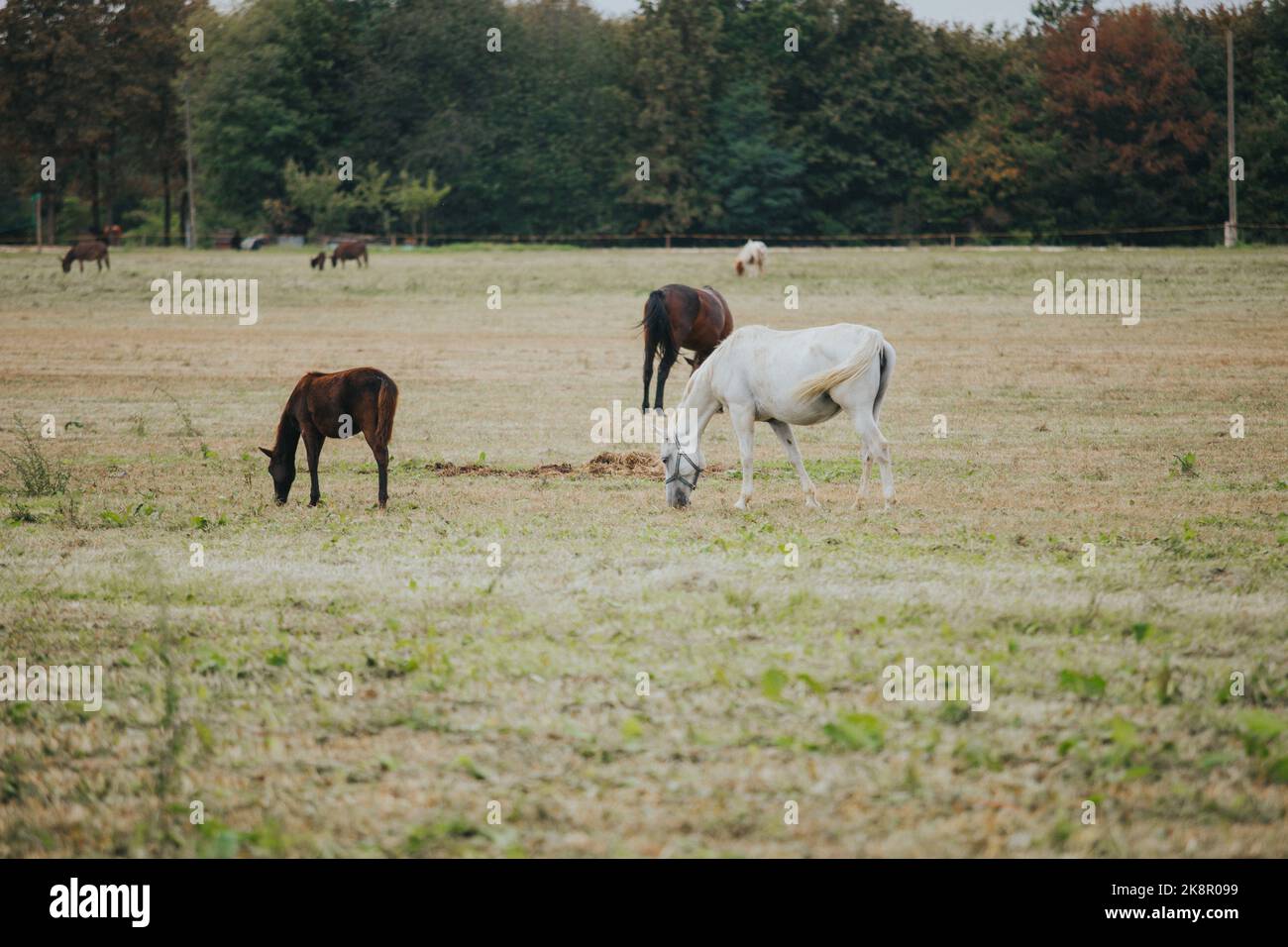 A single, white horses grazing in the field near a village Stock Photo ...