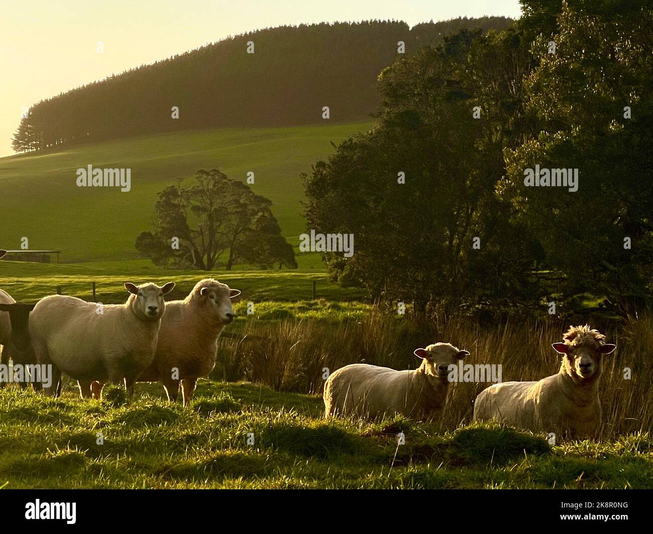 A scenic view of sheep grazing on a green field at golden hour Stock ...