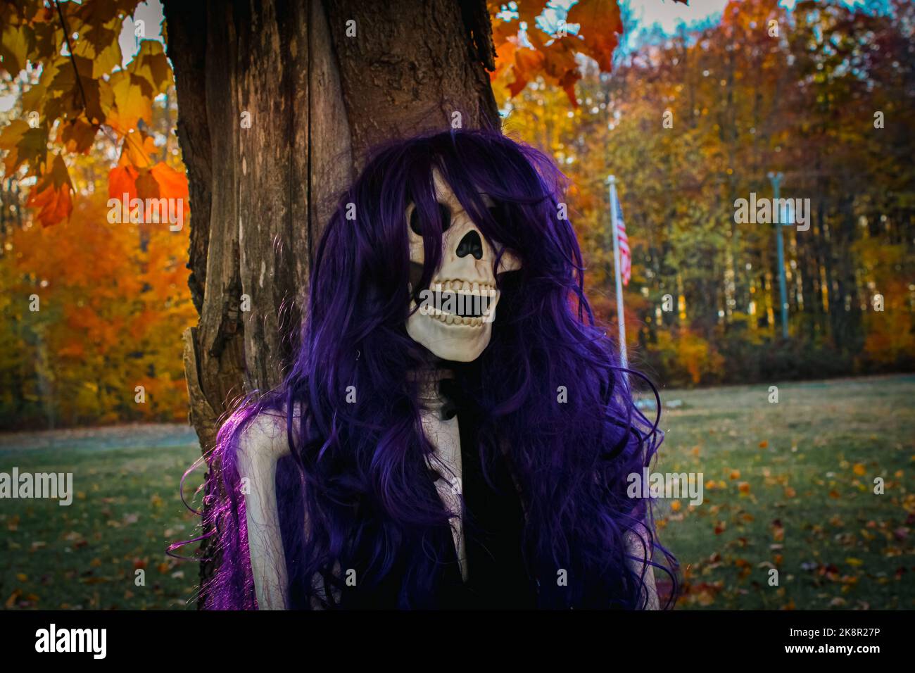 This female skeleton with a purple wig is sitting under a maple tree during autumn Stock Photo Alamy