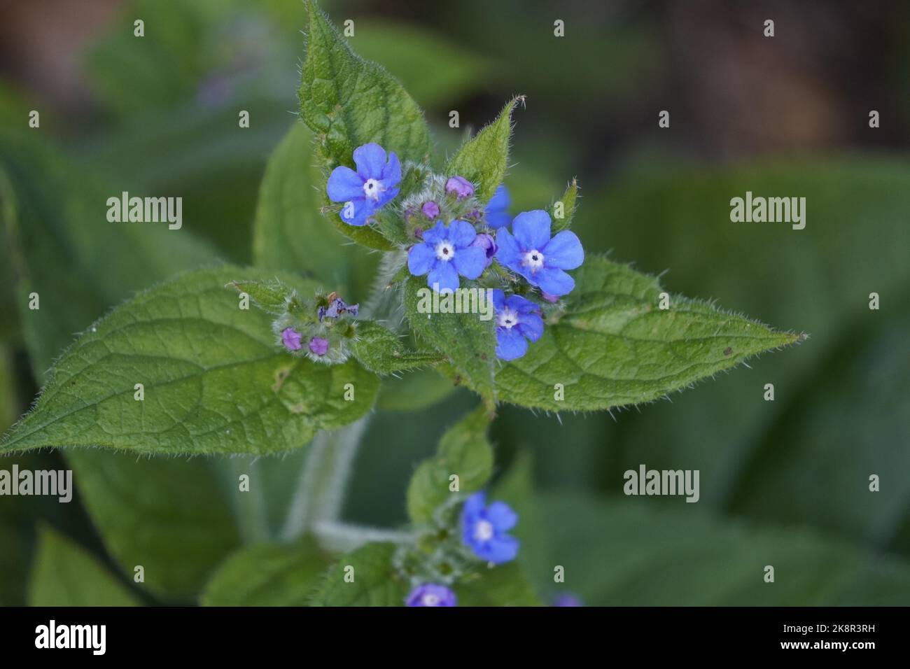 A beautiful False alkanet flower on a natural background Stock Photo