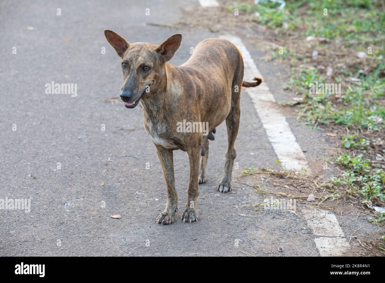 The Indian pariah dog, also known as the Indian native dog. Stock Photo